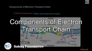 Components of Electron Transport Chain