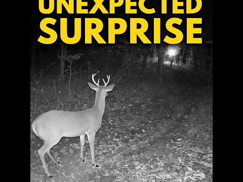 7 Point Buck Caught on Trail Cam at Night | Mysterious Animal Runs By | True Wildlife Encounter
