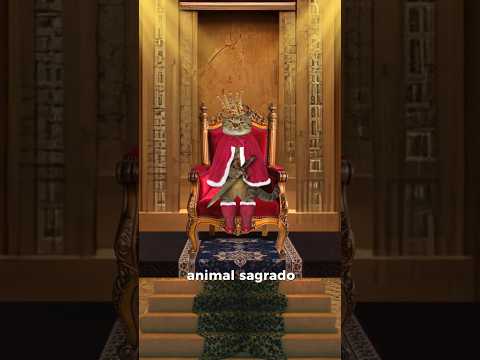 Por que o GATO tem 7 vidas?