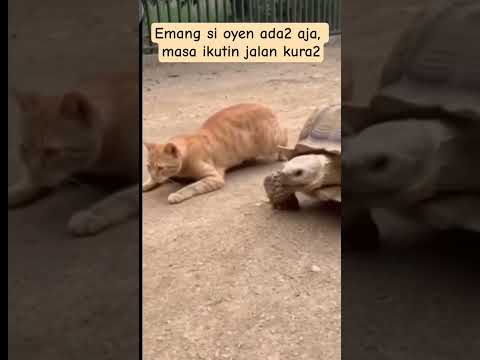 Emang si oyen ada2 aja, masa ikutin jalan si kura2