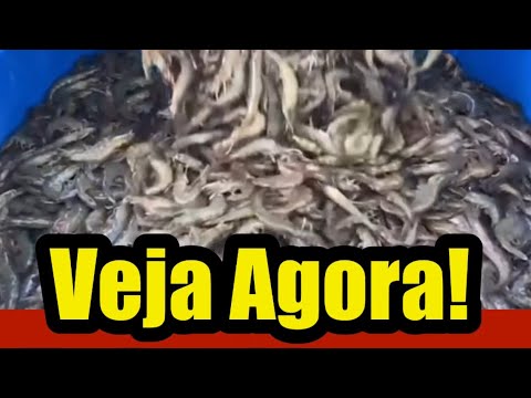 CRIAÇÃO DE CAMARÃO 🍤 Fake News