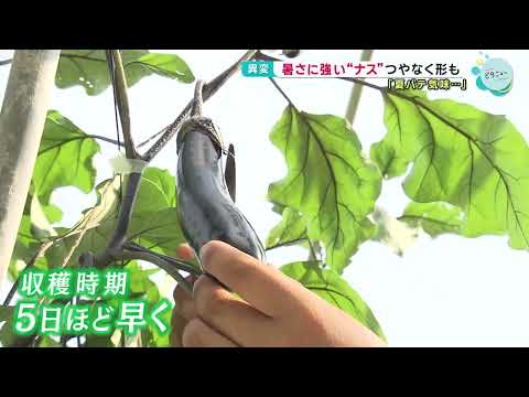 【猛暑】旬を迎えた夏野菜に異変！？ナスは暑さに強いはずなのに...