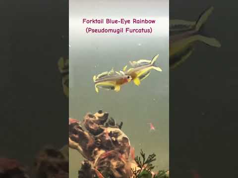 Pseudomugil Furcatus | Forktail Blue-Eye Rainbowfi 
