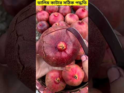 Best perfection Pomegranate cutting #shots