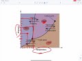 Boiling Point and Phase Changes