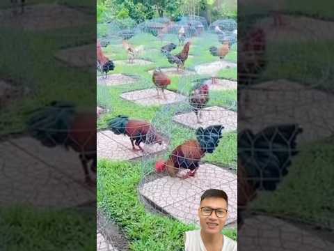 Nuôi gà và chăm sóc gà #farming