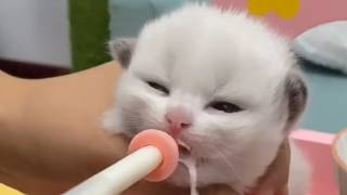 【#雪球合集】小奶猫的叫声不是喵!而是喵嗯