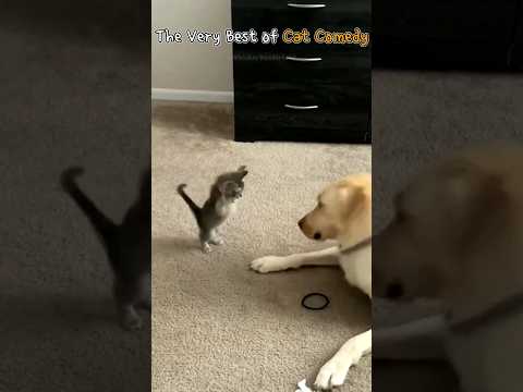 The Very Best of Cat Comedy