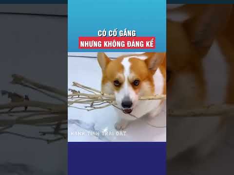 Có cố gắng nhưng không đáng kể  #tintuc #giaitri #shorts