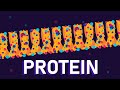 Understanding Protein Structure and Function