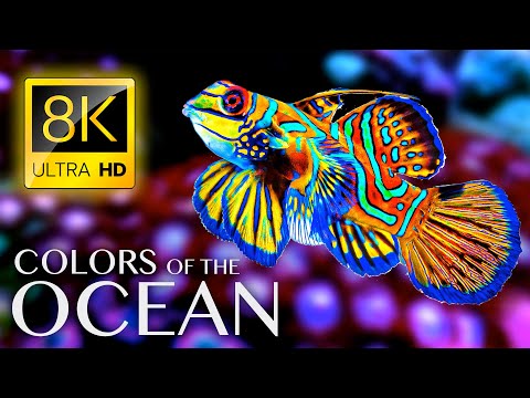 The Colors of the Ocean 8K ULTRA HD - The Best 8K Sea Animals for Relaxation &amp; Calming Music
