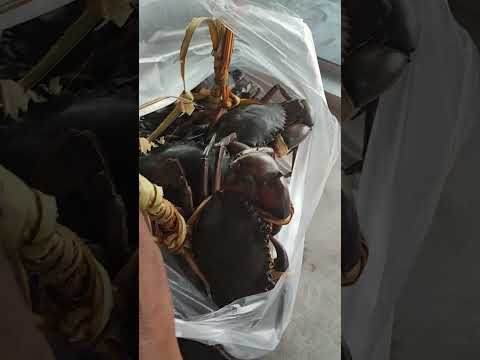 ปูดำภาคใต้ตัวเกือบโลปูดำ