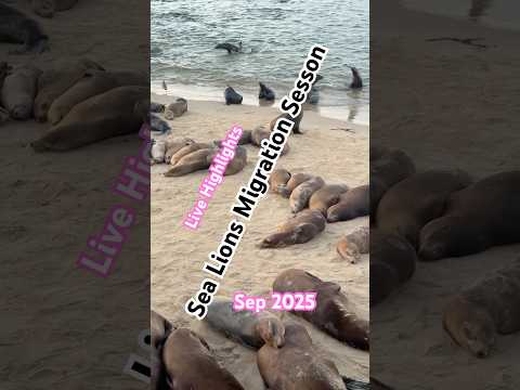 Why Sea Lions Flock to Monterey Every Year? #SeaLions #Wildlife #MarineLife #NatureLovers #OceanLife