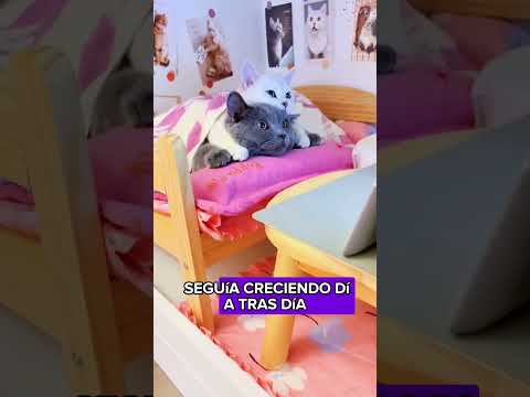 Two cats' love#animals #Friendship #Us