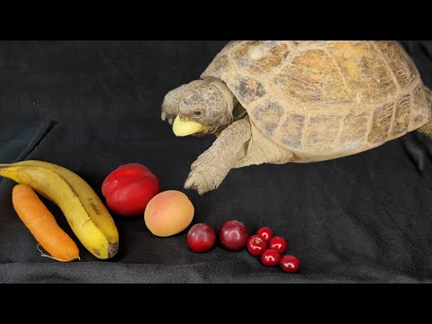 Watch This Adorable Tortoise Enjoy Her Favorite Fruits!🐢🍒