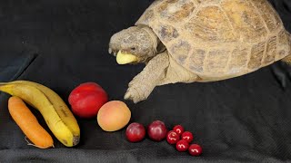 Watch This Adorable Tortoise Enjoy Her Favorite Fruits!🐢🍒