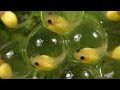 Red-eyed Tree Frogs: Adaptive Embryo Behavior