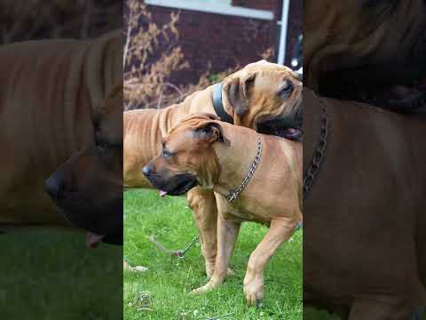 Big Boerboels Fun Sniffing to Play Fighting #shorts #boerboelpuppies #boerboelbreeders #boerboels