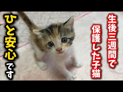 保護された子猫が一週間で大きく変わる様子をご紹介 サムネイル