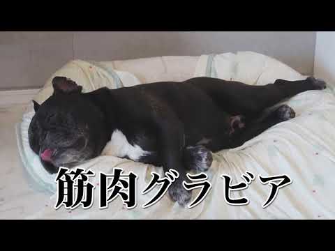 セクシーなポーズで寝るフレンチブルドッグ