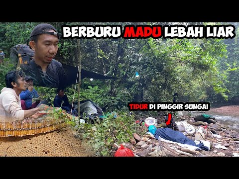 Berburu Madu Sialang Bermalam Di Pinggir Sungai Dalam Hutan Mencari Madu Sialang