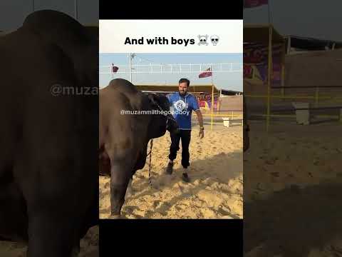 Qurbani ka Janwar with boyz😂 #shorts #viral #qurbani2k25 #cowlover #popular #karachi #foryou