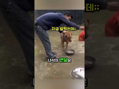 밥먹던 댕댕이에게 심부름을 시켰더니
