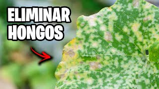 ¡Elimina HONGOS! 🍄 Esto es 100 VECES + POTENTE que otros FUNGICIDAS CASEROS | BICARBONATO