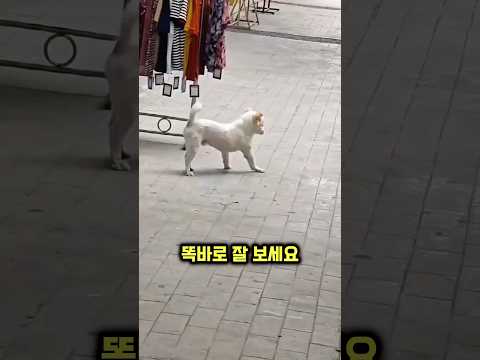 댕댕이가 가게 앞에서 주변을 탐색하는 이유
