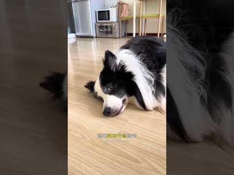 小狗的敏感词 #边牧 #狗狗的迷惑行为 #万物可爱计划 #人你的假期搭子已就位