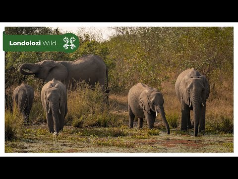 4K Wildlife Uninterrupted Magic  Elephants at a Waterhole in Golden Light