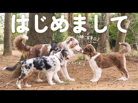 はじめて子犬達に会ったら仲間に入れて欲しくなっちゃった犬が可愛いくてほっこり🥺【オーストラリアンシェパード・ボーダーコリー】