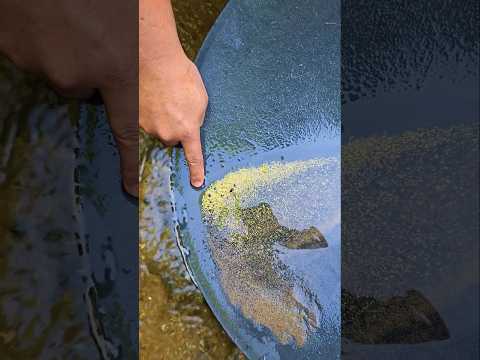 Crazy.,😱‼️discovery of gold dust in inland rivers carried by flash waters. #golddiscovery #goldrush