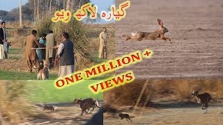 Rabbit Hunting in Punjab Pakistan // Galgo vs Liebre 2021 / Khargosh ka shikar/ Sukho Gojar Khan P 3