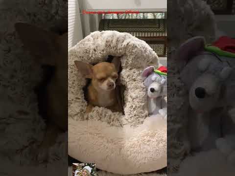 hihi  #собака #chihuahuafanclub #funnydog #собака #chiuahua  #chihuahua #doglife #funnychihuahua