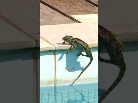 En ny bomb har precis anlänt till villan! 🦎 #loveislandse