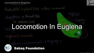 Locomotion In Euglena