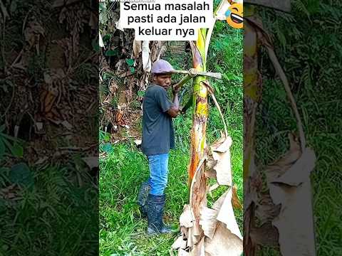 Kebun Pisang #kebunpisang #shorts #ngakak #jaecekuh