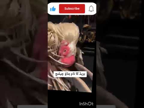 fighter murga#Khatarnak#fighter#2 lakh ka murga#murge ki video