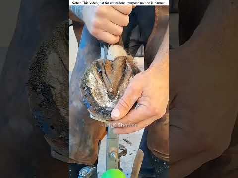 Horses leg cleaning #amanzingfacts #survivalskills #shortsfeed