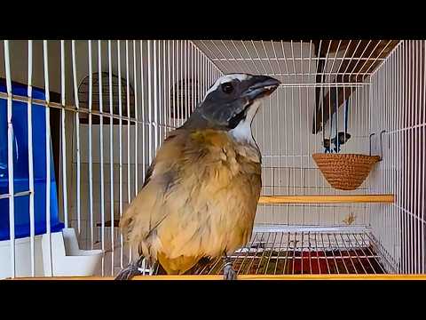 Fêmea de Trinca Ferro FAZ SEU TRINCA CANTAR EM MINUTOS!