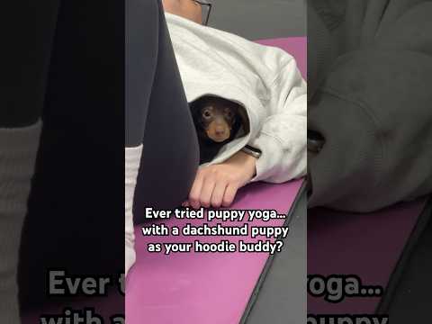 POV: You’re a dachshund puppy who turned a hoodie into the perfect yoga hammock. Why use a mat?