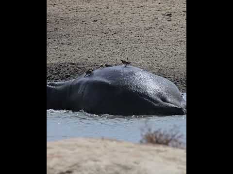 A Stunning Wildlife Gathering at the Waterhole