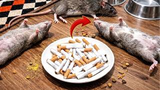 I tested this homemade mouse trick and couldn't believe what happened 😱
