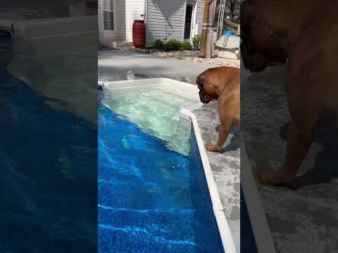 The mental exercises, weight training, diet, endorsements, Wait, “Endorsements”? 🤣😂🤣 #boxerdog