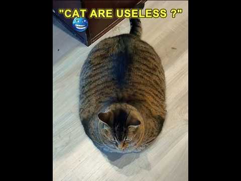 Why People Say Cats Are Useless🐾😹#cat #trolledit #shorts #tranding #edit #catshorts #phonk #viral