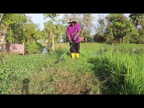 MESIN RUMPUT BATERI DI TEPI BENDANG SAWAH PADI PART 8 of 12