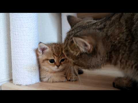 Kitten Rico was suddenly attacked by mother cat and was startled and went limp!