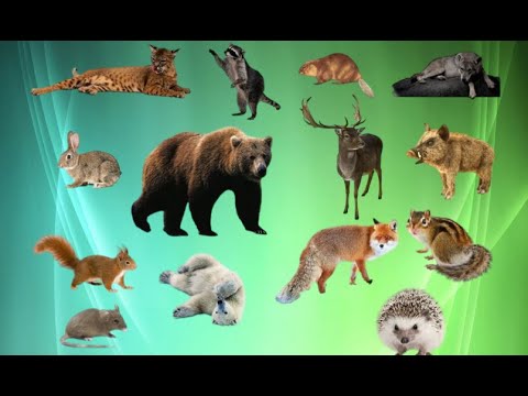 Big Strong Animals - Moose Bear Lion Panther Tiger Elephant Giraffe - Animal Sounds