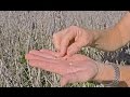 Soybean Harvesting Challenges and Factors